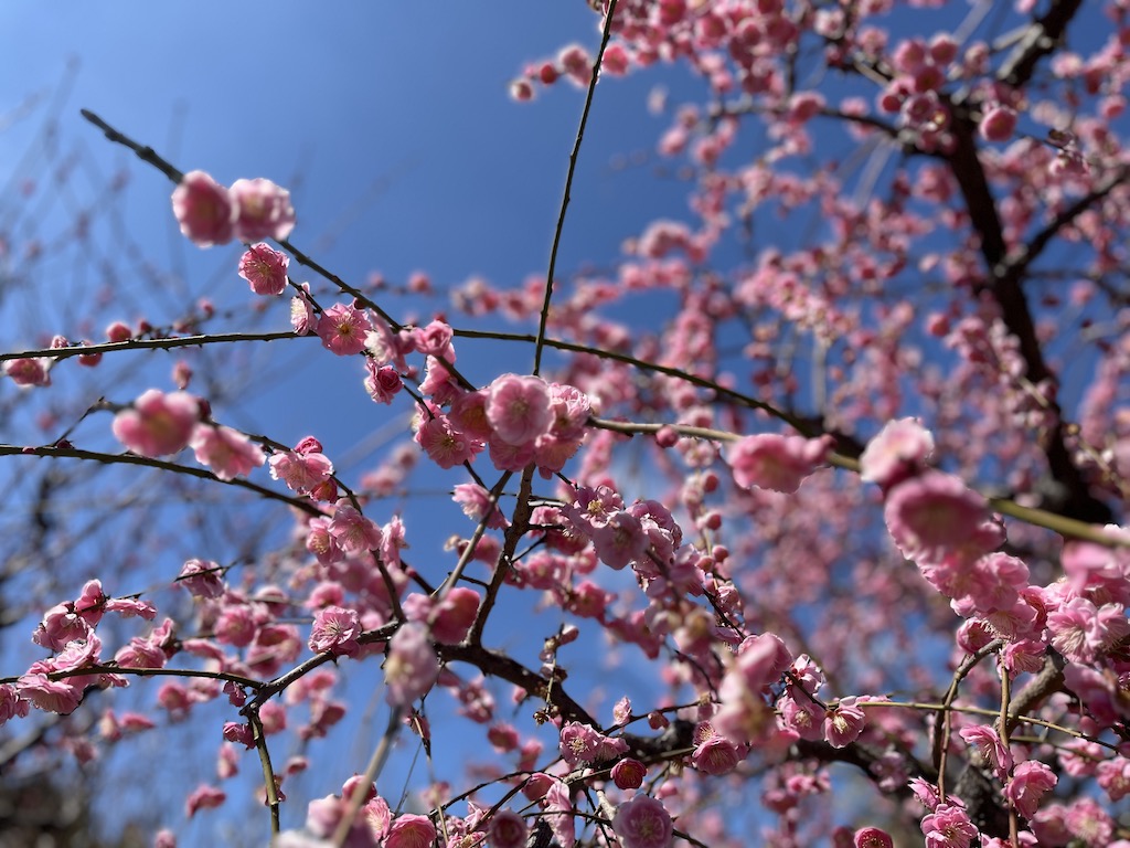 高津さんの今年の梅。綺麗だった。