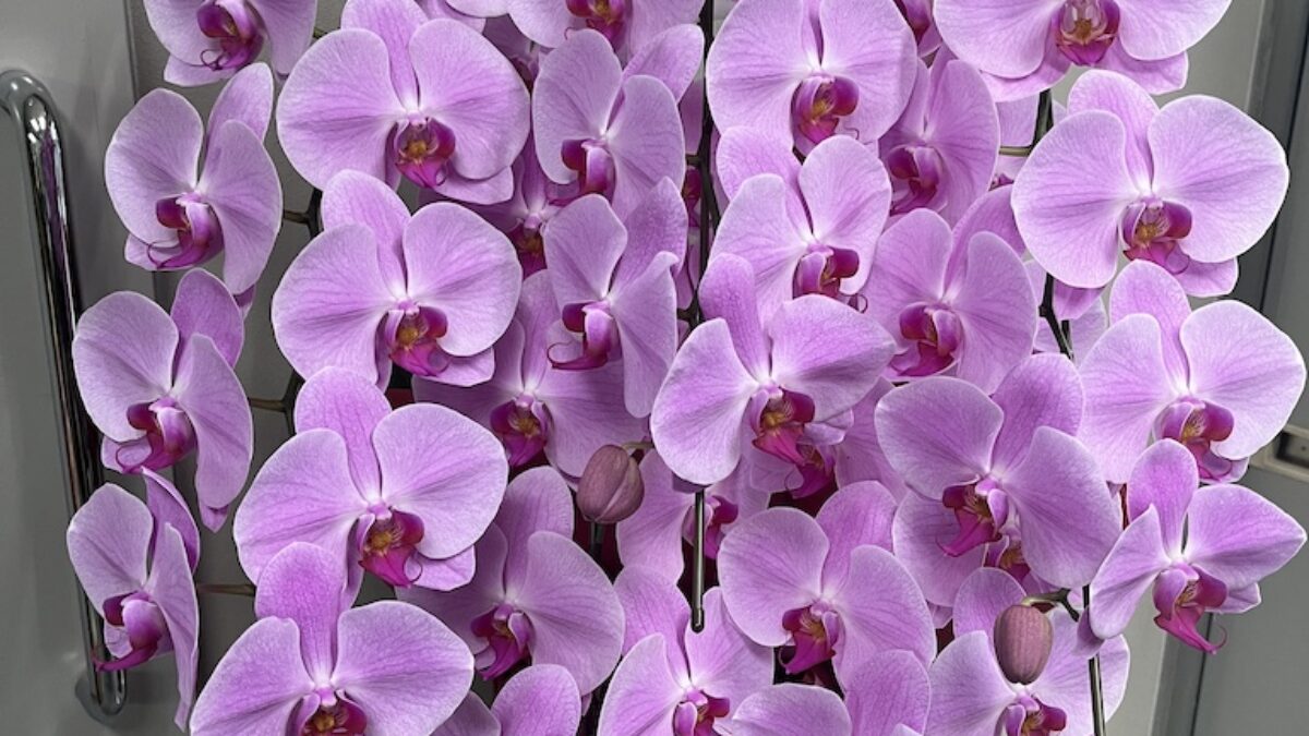 大阪市中央区 堺筋本町 花屋｜花菜（hana）おしゃれなフラワーギフト