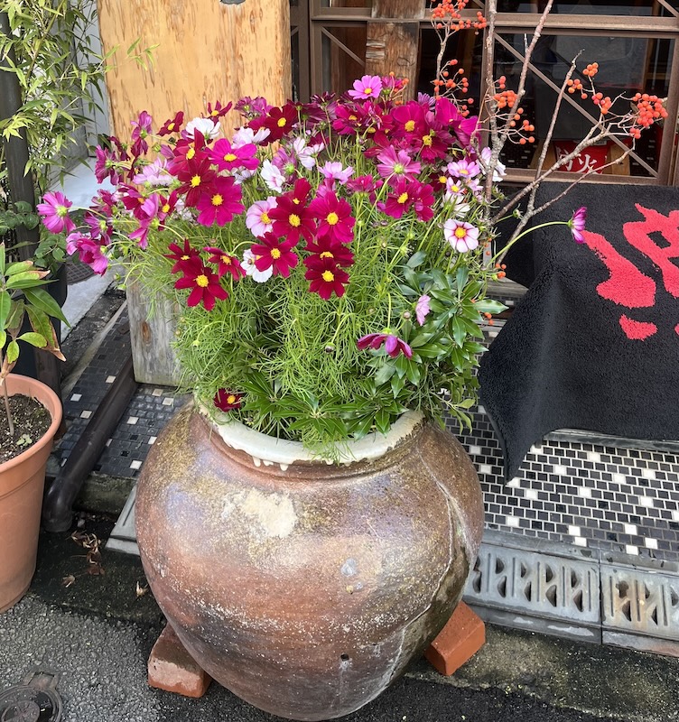 秋のコスモス。