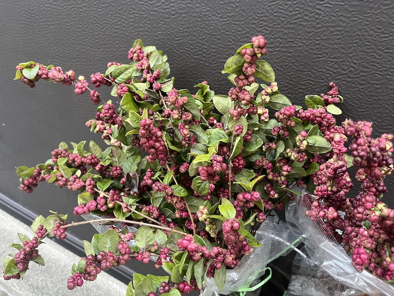 シンフォリカルポス「ワインレッド。