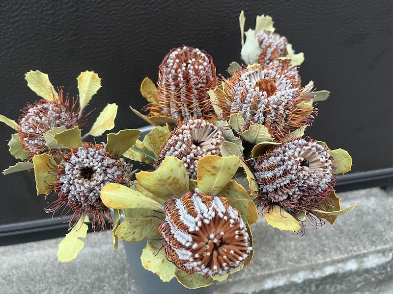 バンクシア＝コクシニア。