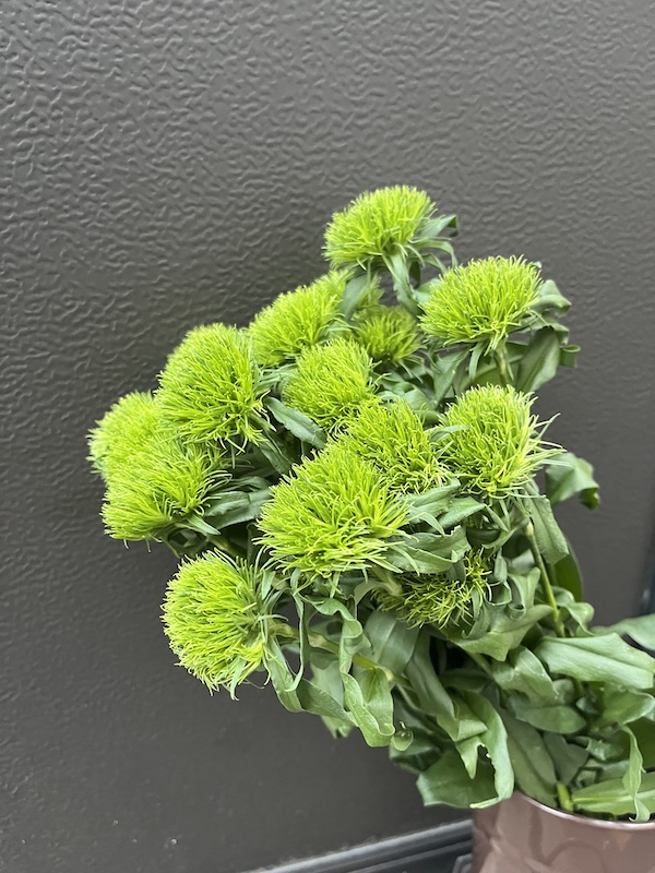 手毬草（キウイグリーン）。