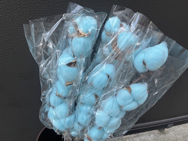 綿の木（染め水色）。