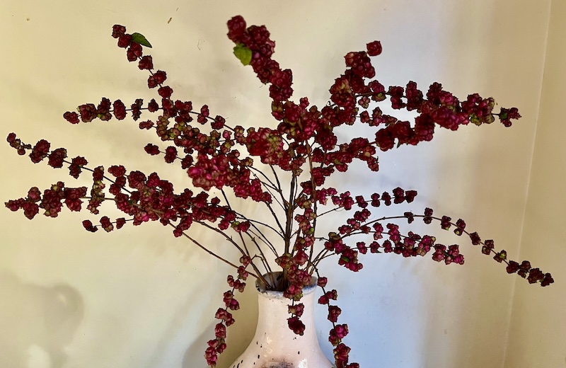 シンフォリカルポス葉を整理しました。