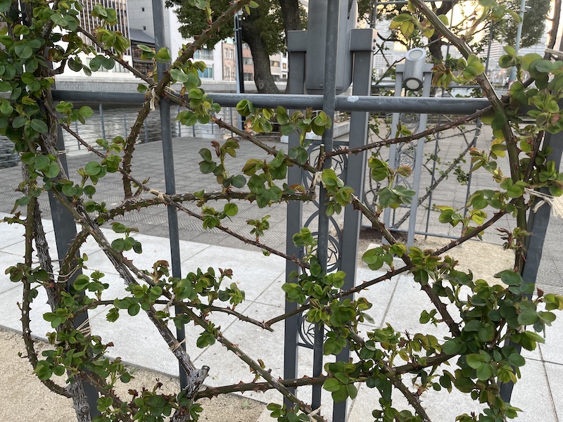 つるバラ。花芽もまだない。