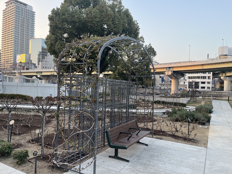 つるバラ。新芽が綺麗。