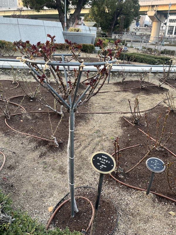 かおりかざり。バラ。