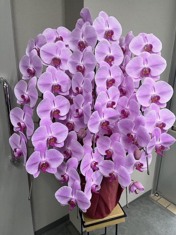 胡蝶蘭ピンク5本立ち。