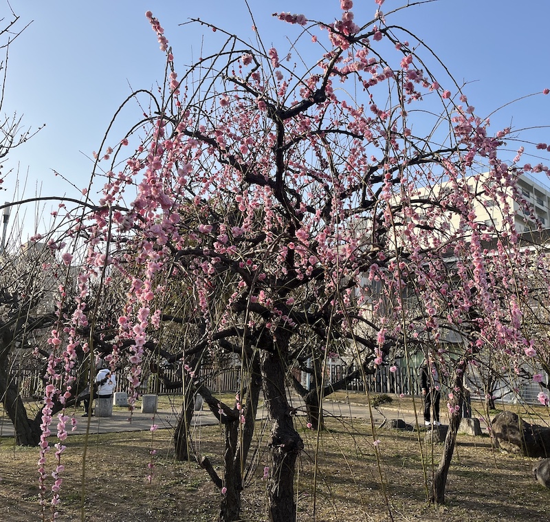 高津宮の枝垂れ梅。