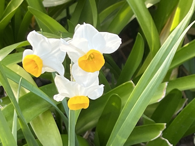 道端に咲いていた水仙。