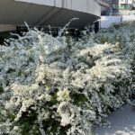 雪柳が満開でした2