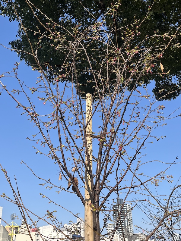 こちらは少し色が濃いソメイヨシノ。若い木の方が色が濃いようです。