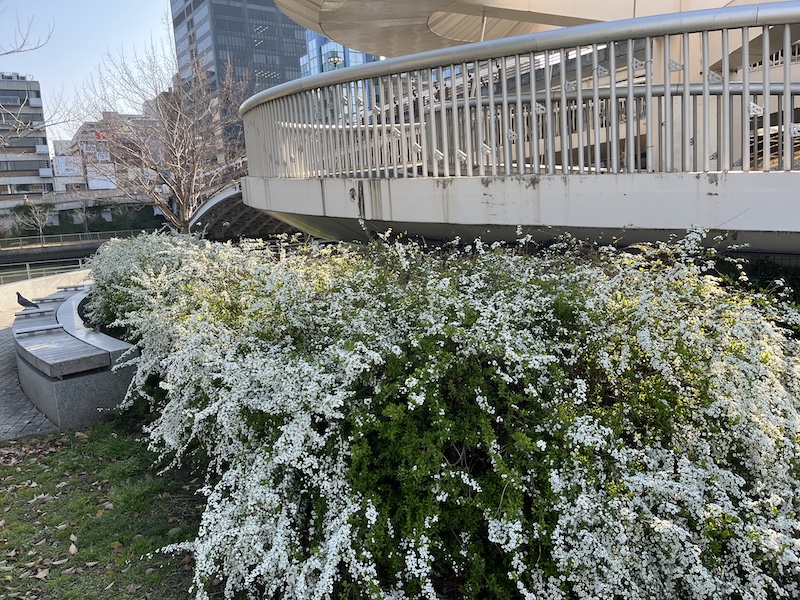 雪柳も満開でした。何故かスズメがいっぱいいてた。