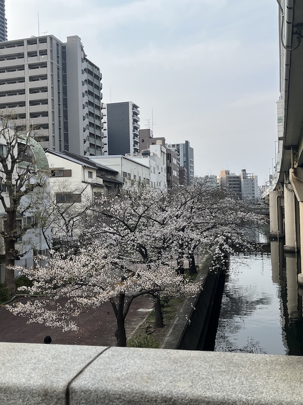 東横堀川遊歩道のソメイヨシノ。