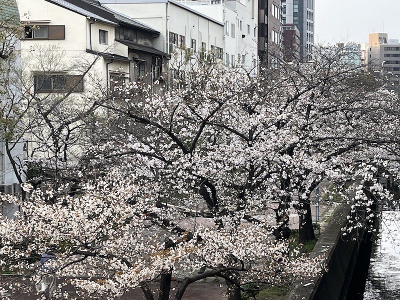 東横堀川遊歩道のソメイヨシノ。