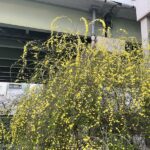 川沿いにあったモッコウバラ。春は黄色が眩しい。