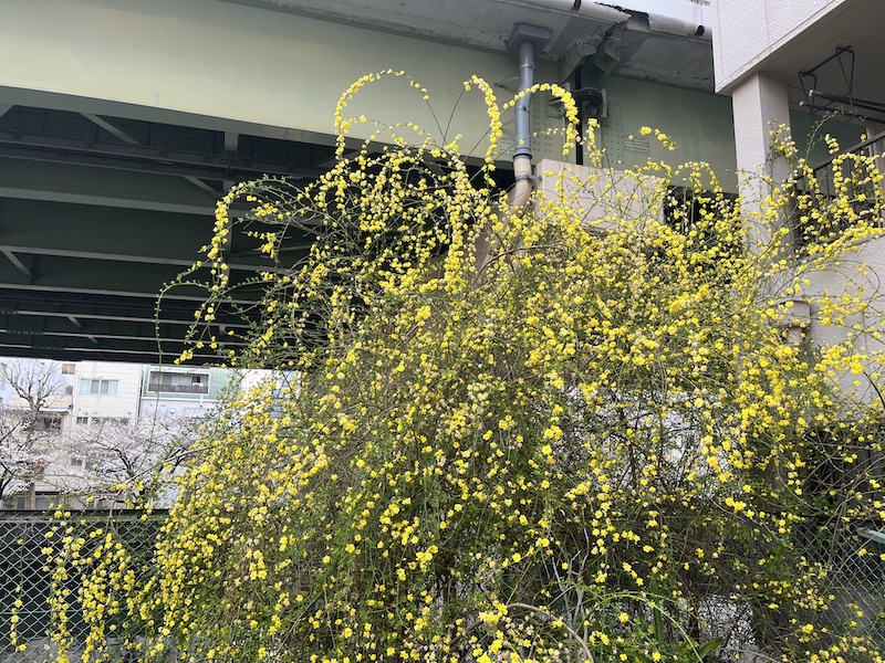 川沿いにあったモッコウバラ。春は黄色が眩しい。