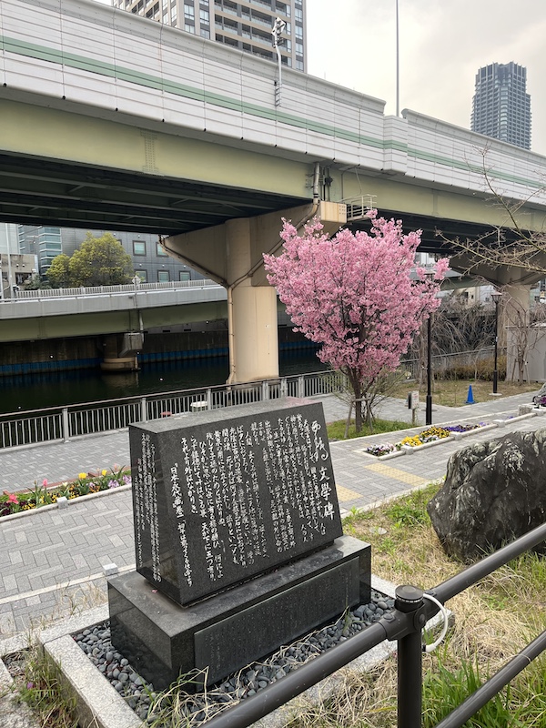 本町橋石碑とヨウコウザクラ。