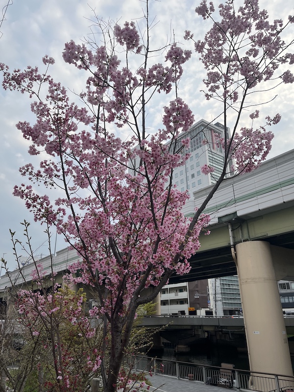 ヨウコウザクラ。ソメイヨシノより色がはっきりしていて綺麗。