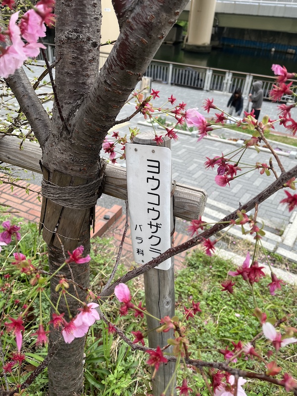 ヨウコウザクラ。