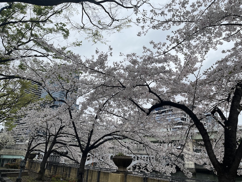 満開の吉野桜。2026/04/04 撮影。