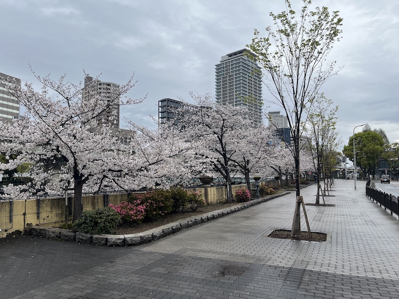 桜が咲く中之島。2026/04/04 撮影。