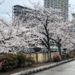 中之島通りの吉野桜。