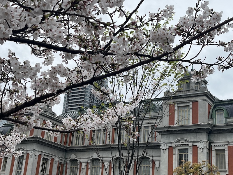 中之島・中央公会堂と桜。