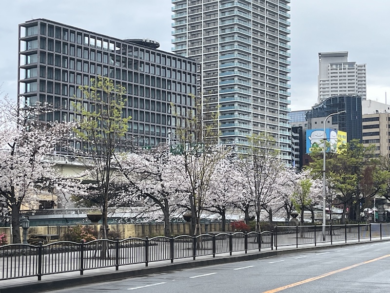 中之島通りから北岸を望む。2026/04/04 撮影。