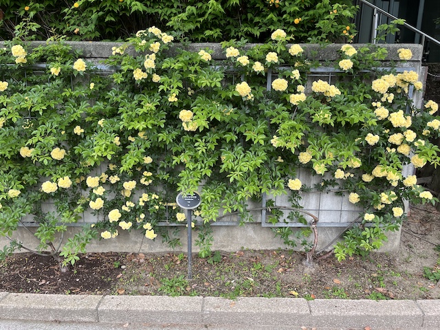 キモッコウバラ。近くから。2026/04/19撮影。