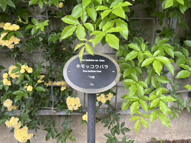 モッコウバラ品種プレート。2026/04/19撮影。