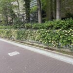 モッコウバラ並木。中之島バラ園にて。2026/04/19撮影。