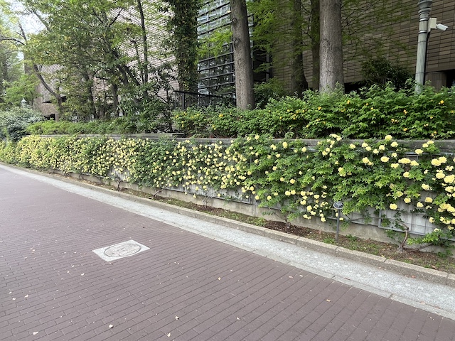 モッコウバラ並木。中之島バラ園にて。2026/04/19撮影。