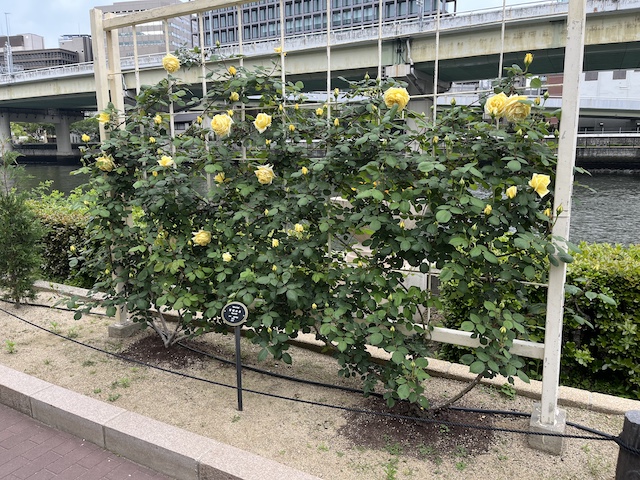 バラ「荒城の月」こちらは早咲きでした。