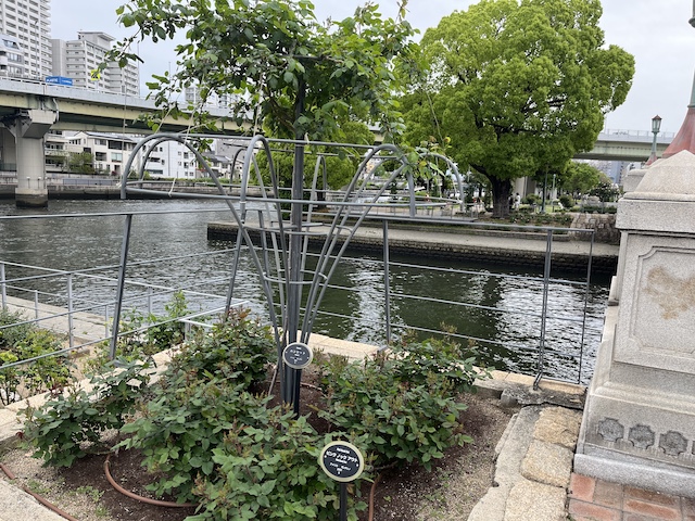 ピンクノックアウトともう人品種のバラ。