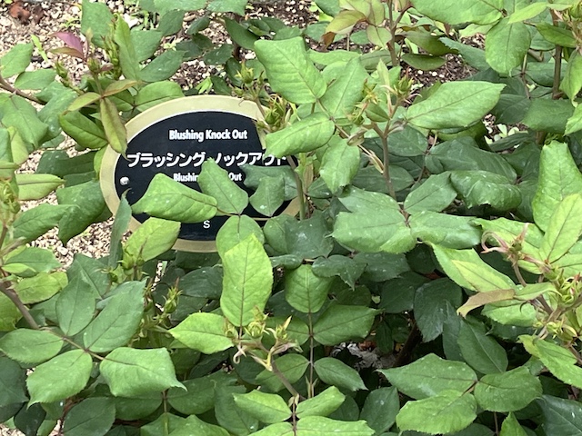 バラブラッシングノックアウト。