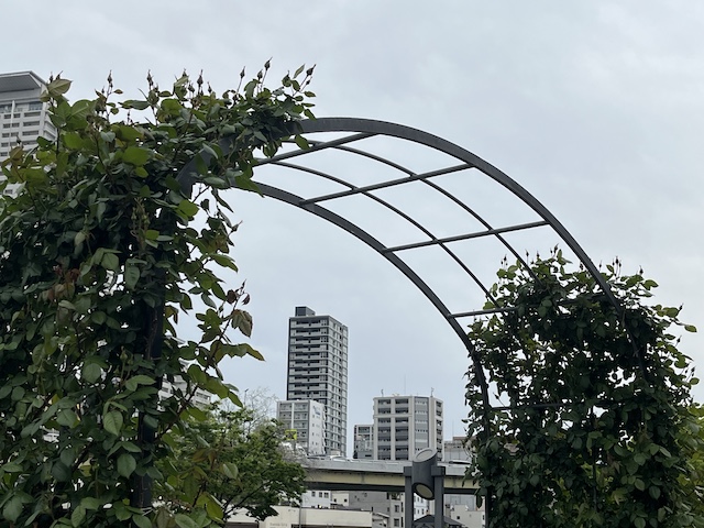 つるバラピエールドゥロンサール。花はまだ咲いていません。