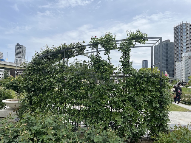 つるバラ「ピエールドゥロンサール」花芽が出てきて蔓が伸びてきています。