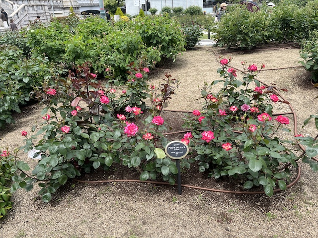 ブッシュ「アパッチ ティアーズ」