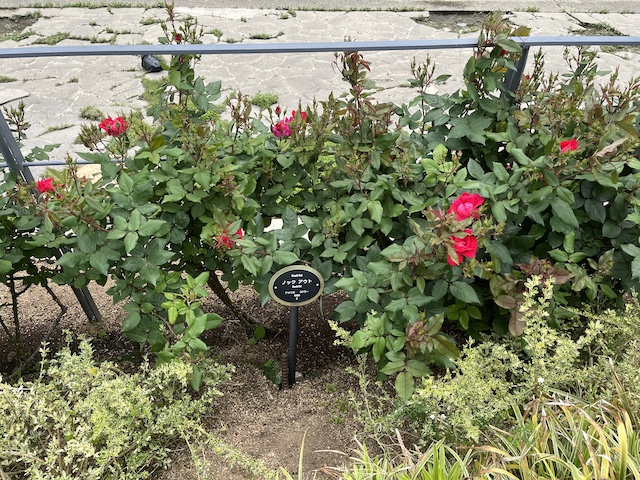 バラ「ノックアウト」あと他に2種類があります。