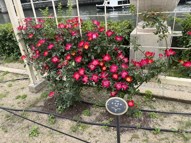 つるバラ「カクテル」一重咲きで可愛い。