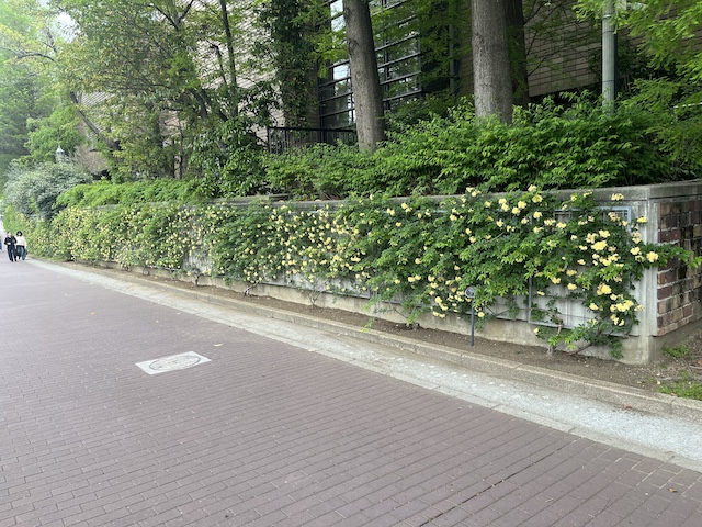 壁面のモッコウバラはもう盛りが過ぎた感じ。