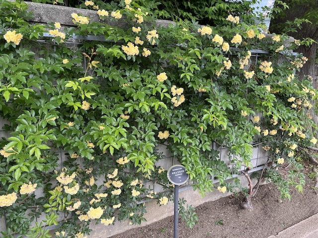 モッコウバラ近くから撮影。もう散りかけてきました。