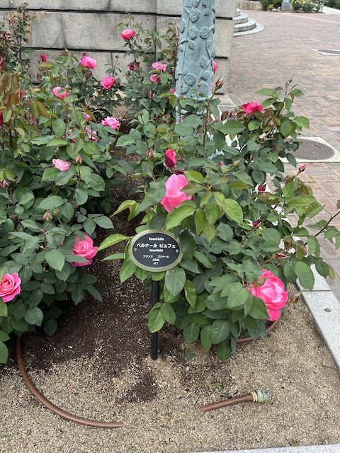 ブッシュタップ「ベルナール・ビュッフェ」