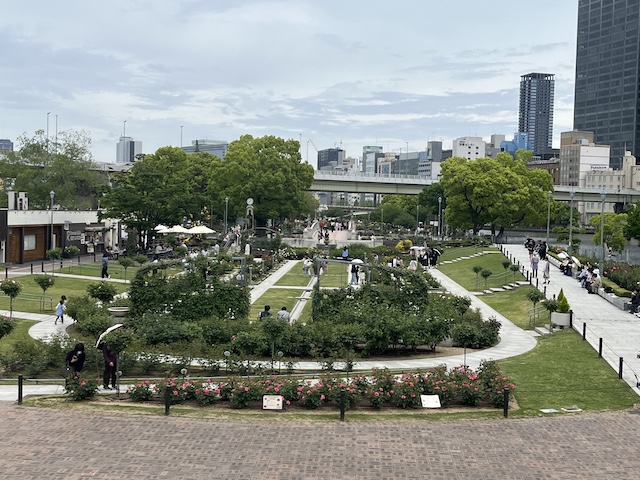 中之島バラ園全景。難波橋より望む。