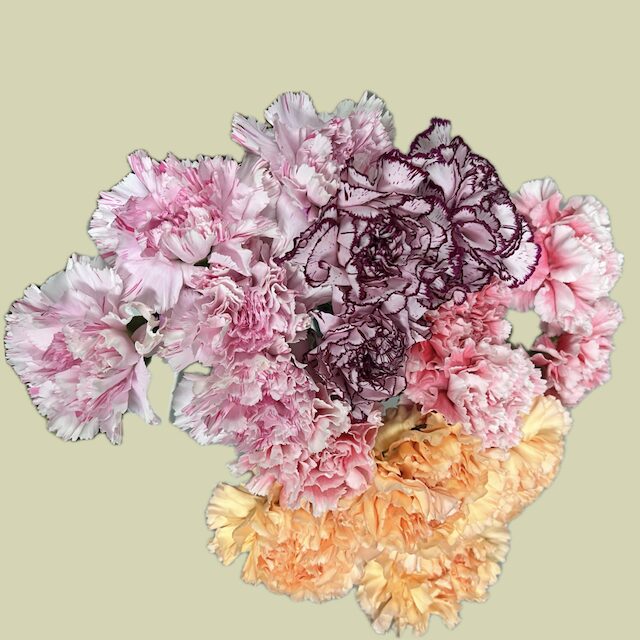 ピンク複色品種/コットンキャンディ。すじ花紫品種/マリポサ。淡いピンク品種/ユカリドレスチェリー。オレンジ品種/モナリザオレンジ。