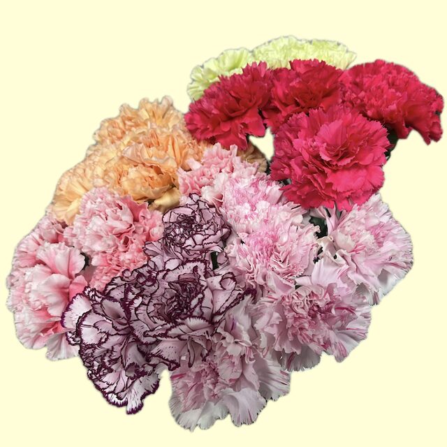 カーネーション6品種グリーン/ジャングル・濃いピンク/セルバンテス・淡いピンク/ユカリドレスチェリー・すじ花白紫/マリポサ・ピンク複色/コットンキャンディ・オレンジ/モナリザオレンジ。