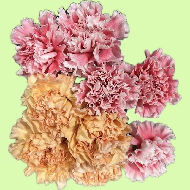 カーネーション復色ピンク品種/コットンキャンディ・オレンジ品種/モナリザオレンジ。