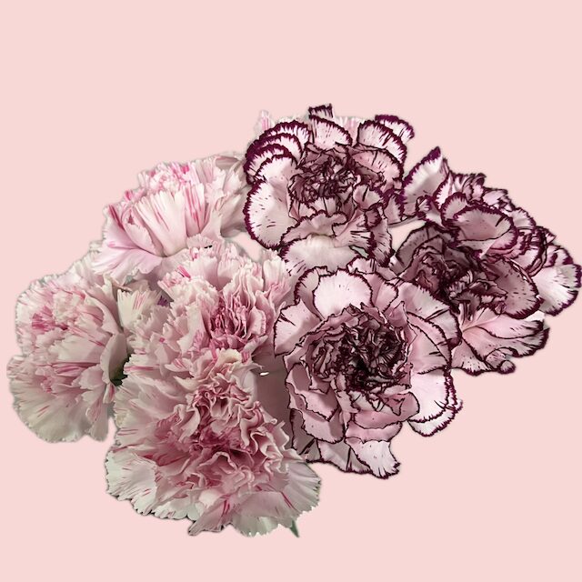 カーネーションすじ花紫品種/マリポサ。淡いピンク品種/ユカリドレスチェリー。