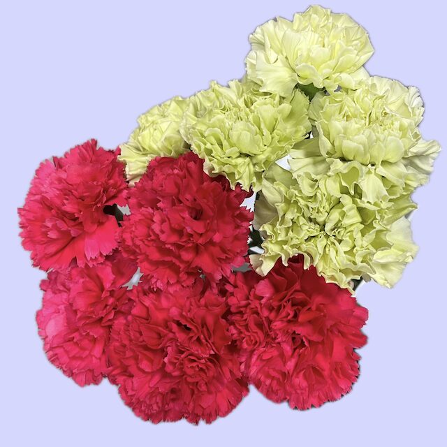 カーネーショングリーン品種名ジャングル。コロンビア産です。濃いピンク品種名セルバンテス。愛知県産です。